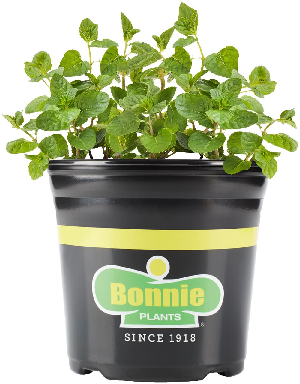 Bonnie Plants 1 oz Spearmint Plant 1 -Pack