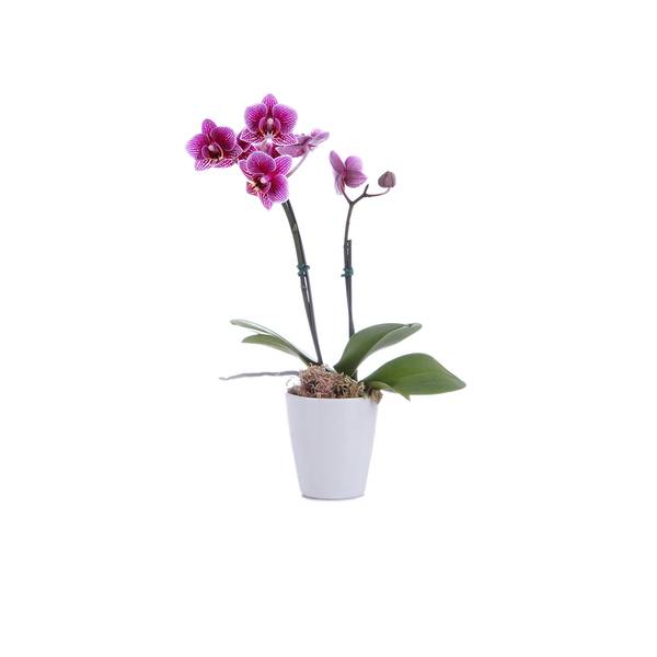 Orquídea phalaenopsis mini (pote 06)