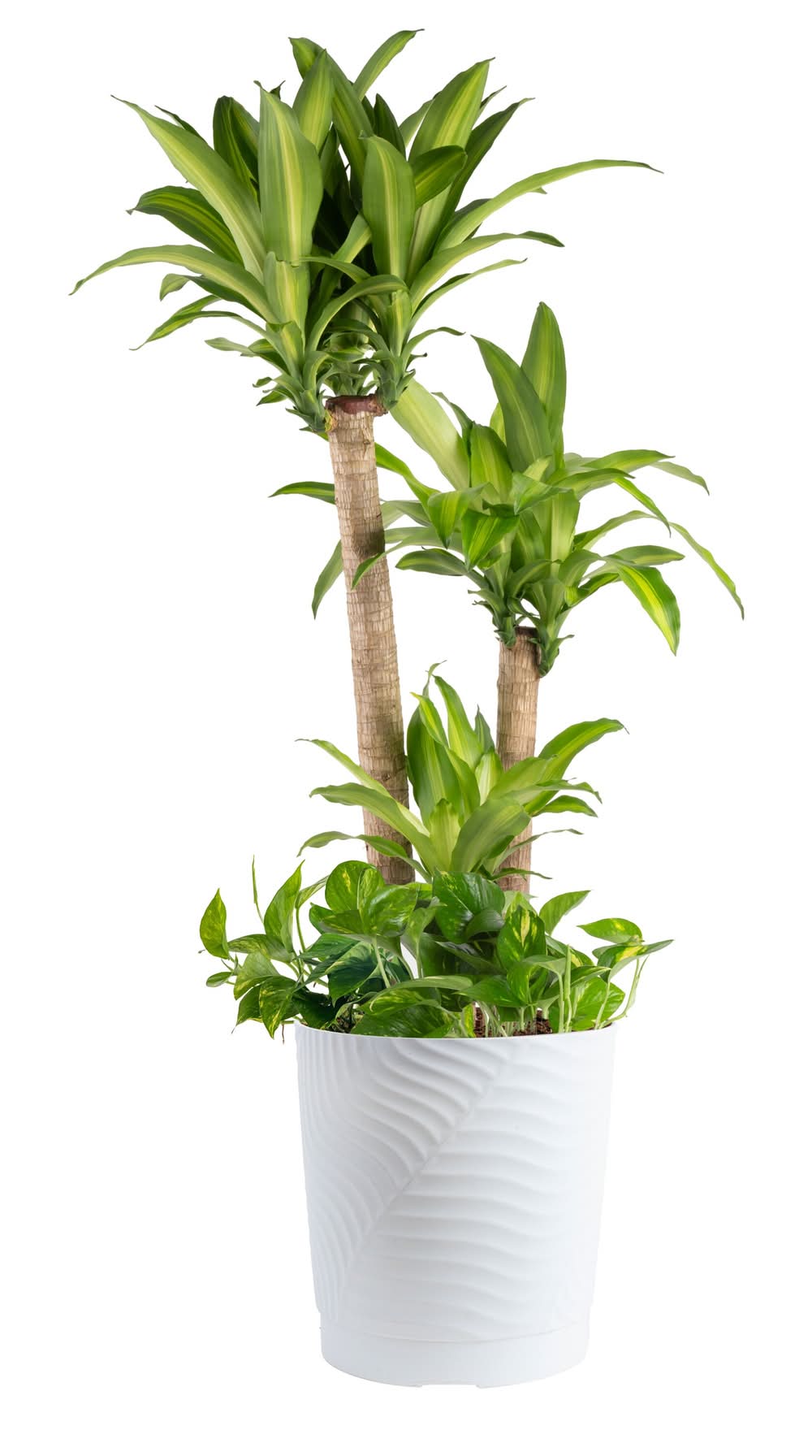 wreath succulent 6