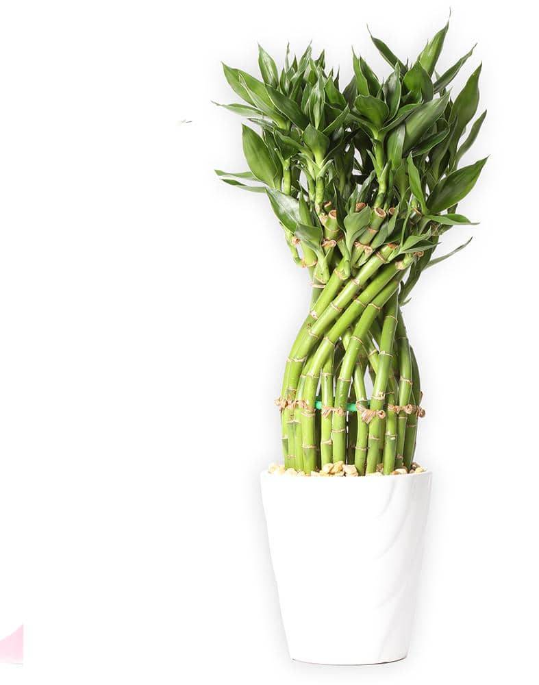 Costa Farms Lucky Bamboo Asst Plant in Deco Pot