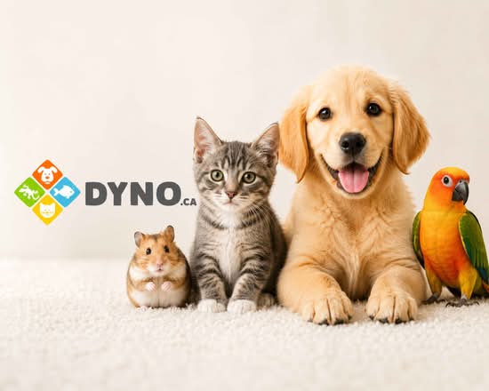 Animalerie Dyno (Vanier)