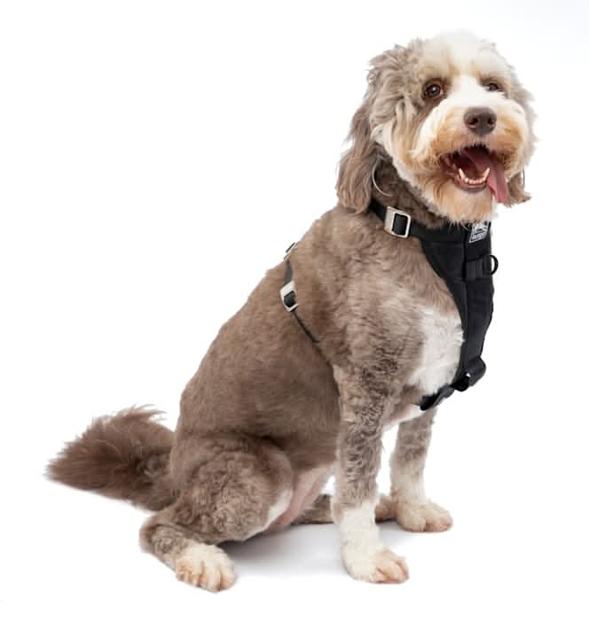 Kurgo Enhanced Strength Tru-Fit Smart Dog Harness, Large, Black,