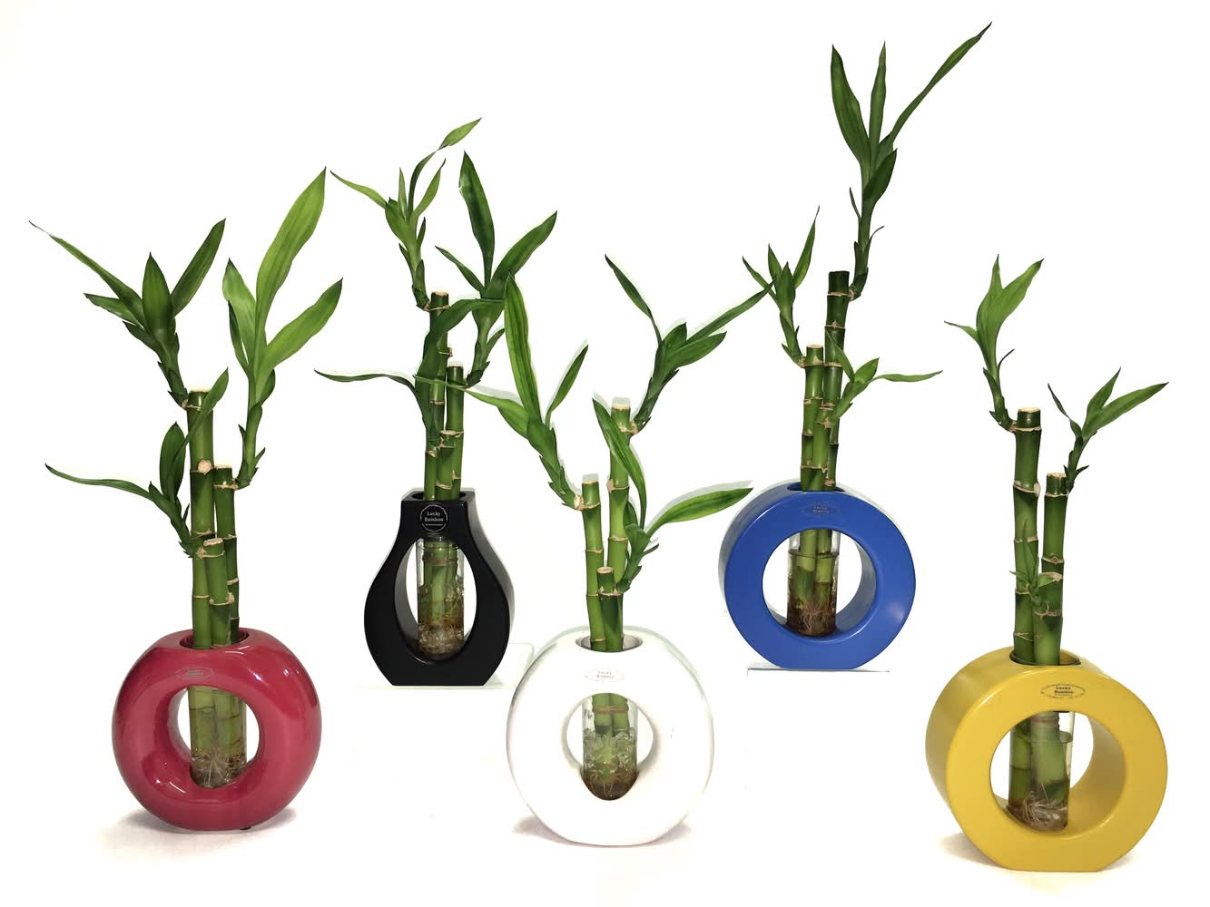 99 International Home Décor Lucky Bamboo, 10 in