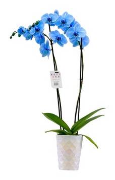 5" Watercolor Orchid Blue Sapphire - Good Little Garden™