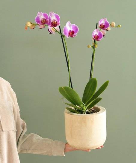 Orchidée rose - 2 tiges