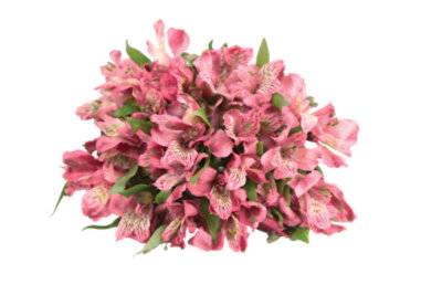 Signature Select Alstroemeria - 7 Count (Colors May Vary)