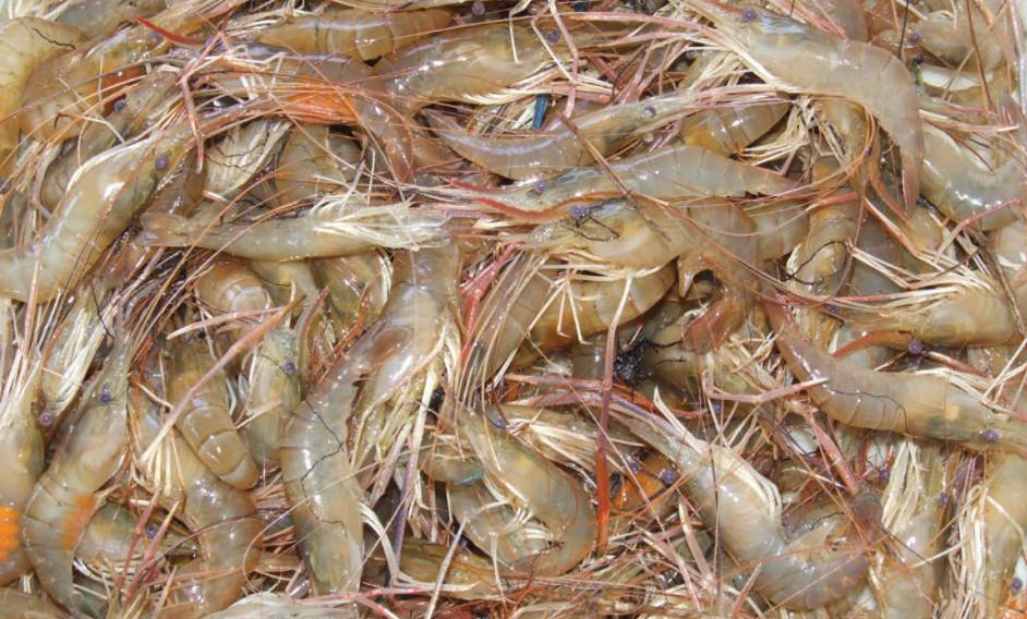 Frozen Shrimp, Head on- (Central America) - 40-50 ct - 4 lbs
