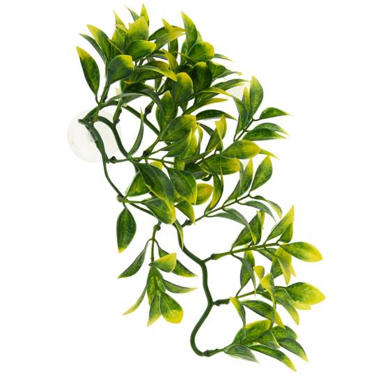 Thrive Medium Hanging Terrarium Plant (Size: Medium)