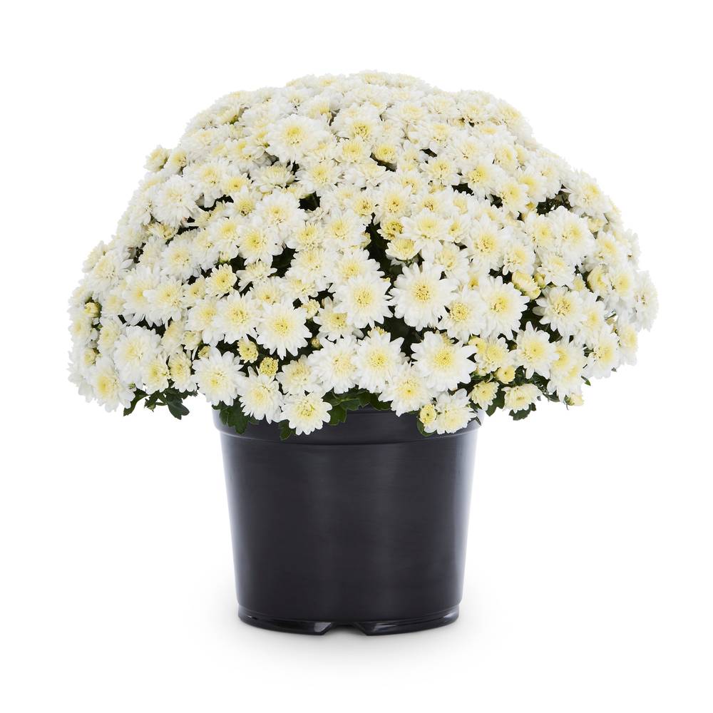 Lowe's White Mum in 3-Quart Pot | NURSERY