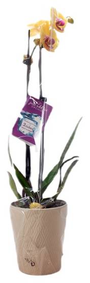 Orchid Indoor Flower Plant