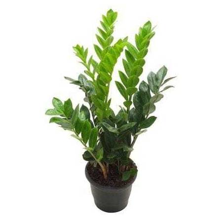 Veiling holambra zamioculcas (pote 17)