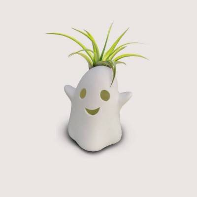 Live Air Plant In Phantom Planter