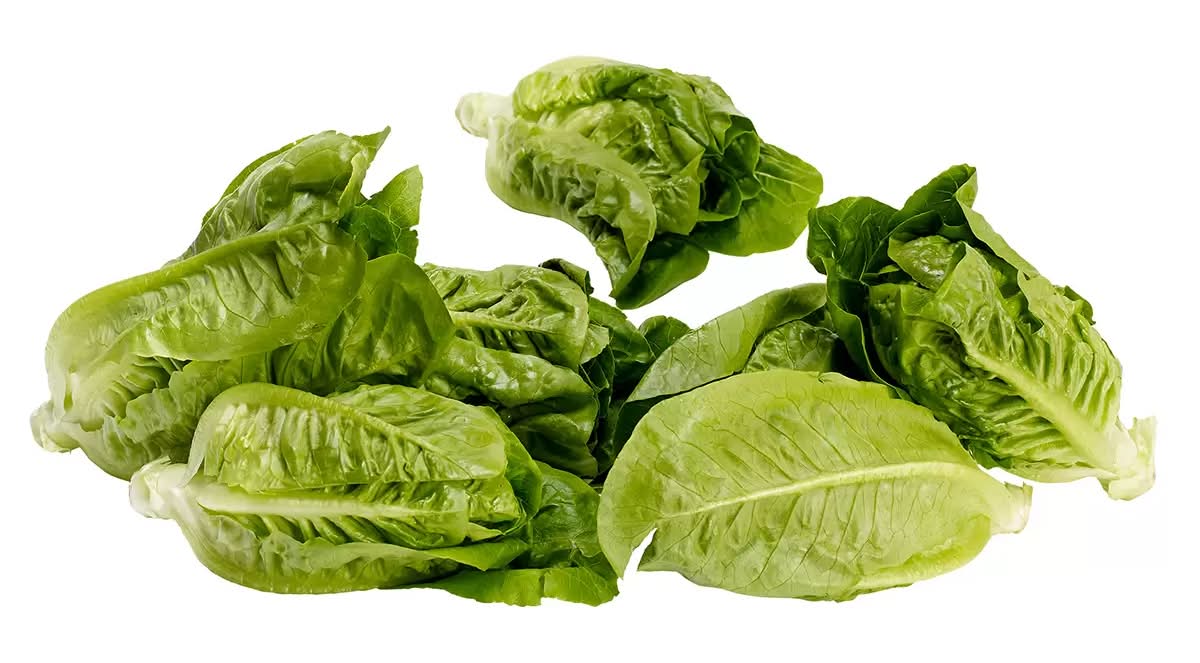 Lechuga mini romaine hidropónica (8 un)