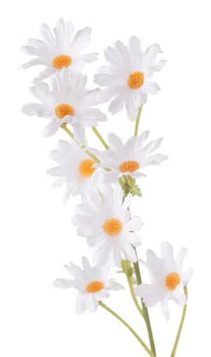 Ashland Mini Daisy Spray, 21.5", White