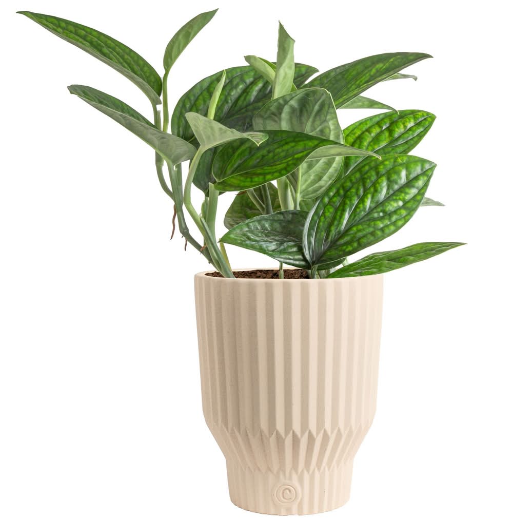 variegated peace lily Spathiphyllum Domino ( Variegated Peace Lily )  In Succulent Love