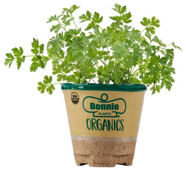 Bonnie Plants Organic Flat Italian Parsley