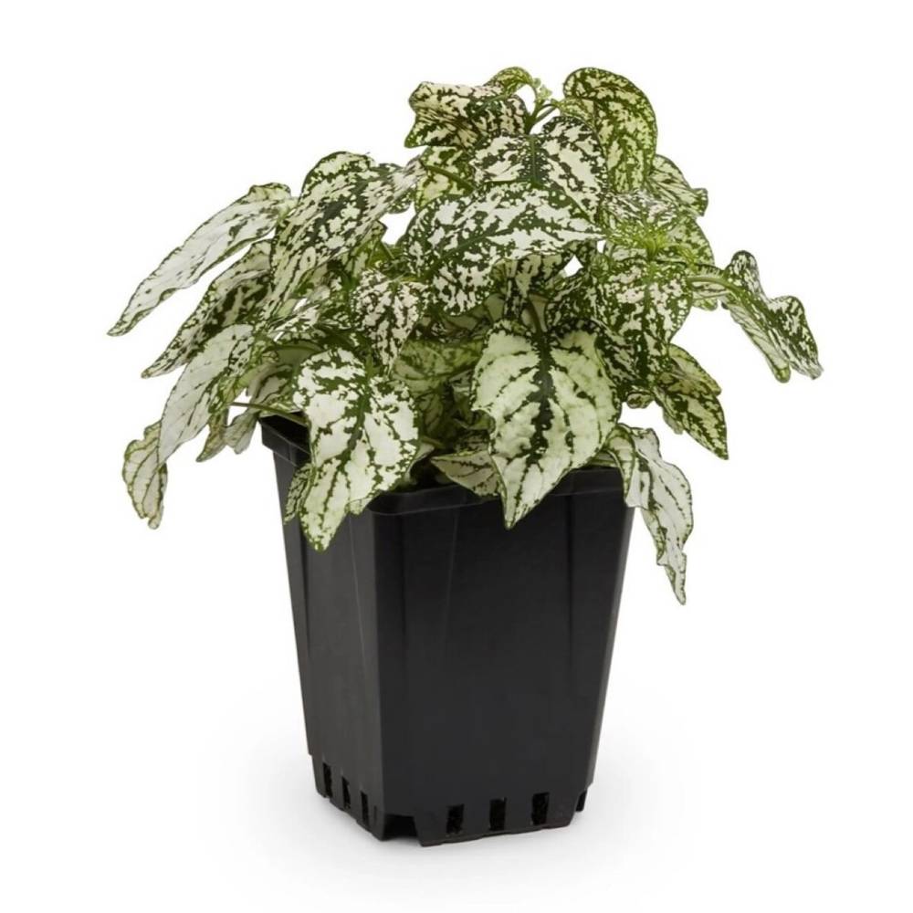 Lowe's Polka Dot Plant House Plant in 1.4-Quart Pot | NURSERY