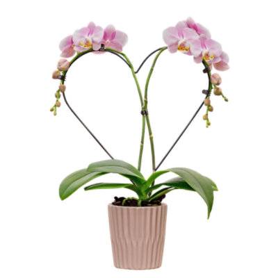 Debi Lilly Heart Orchid 5 Inches - Each