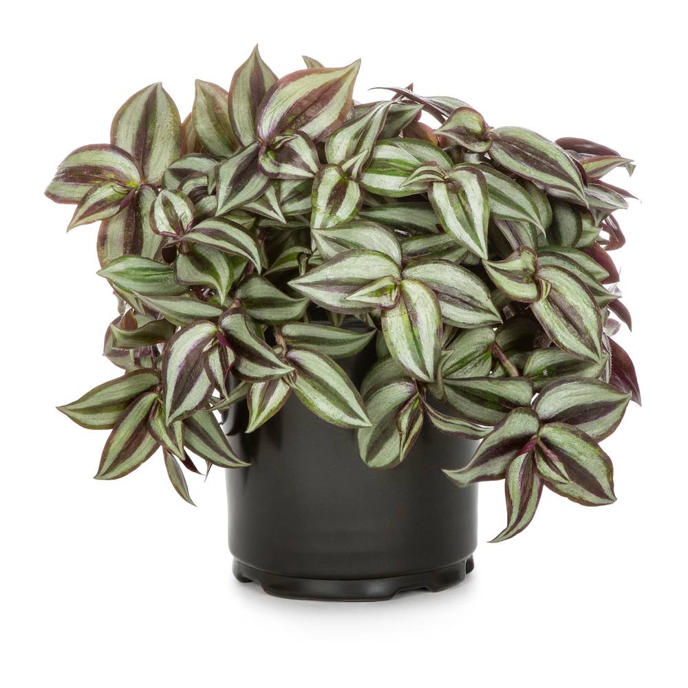 Lowe's Multicolor Spiderwort Plant in 2.5-Quart Pot | NURSERY