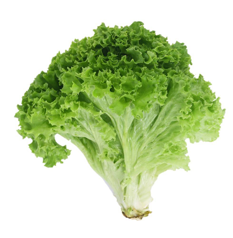 Organic Green Leaf Lettuce