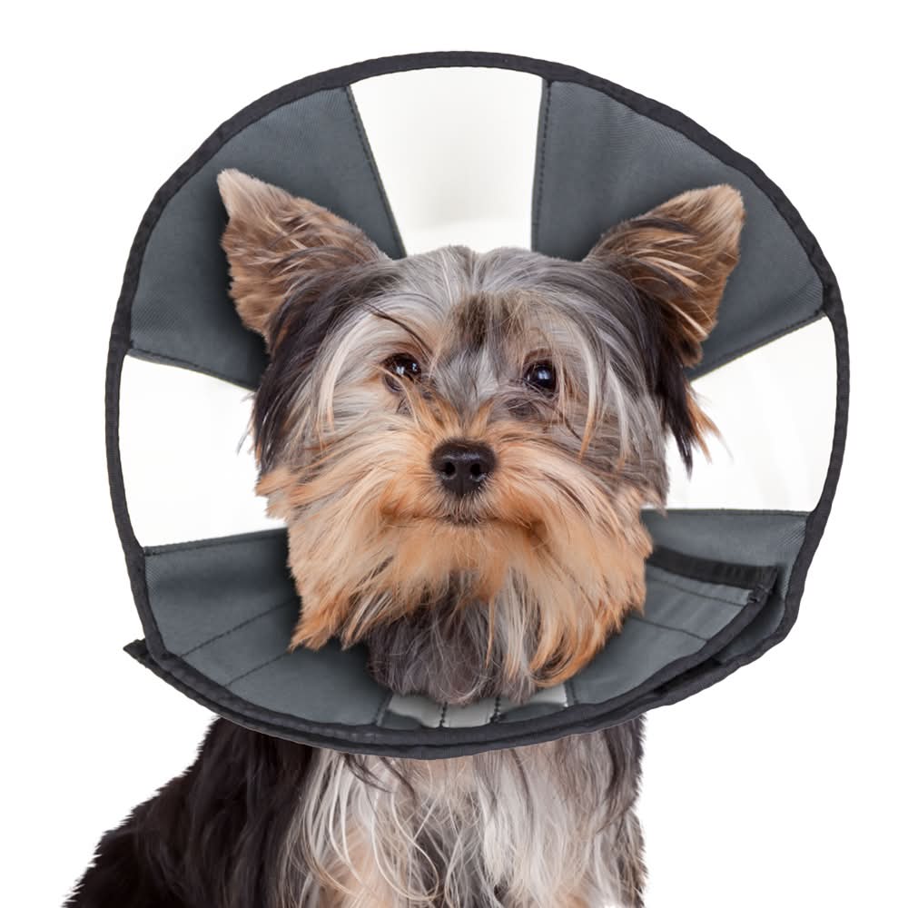 ZenCone Soft Recovery Dog & Cat Collar (Small)