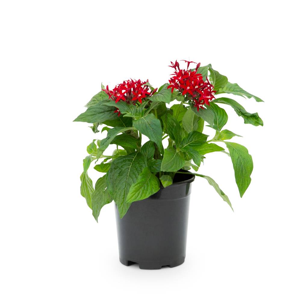 Lowe's Pentas Plant in 2.5-Quart | NURSERY