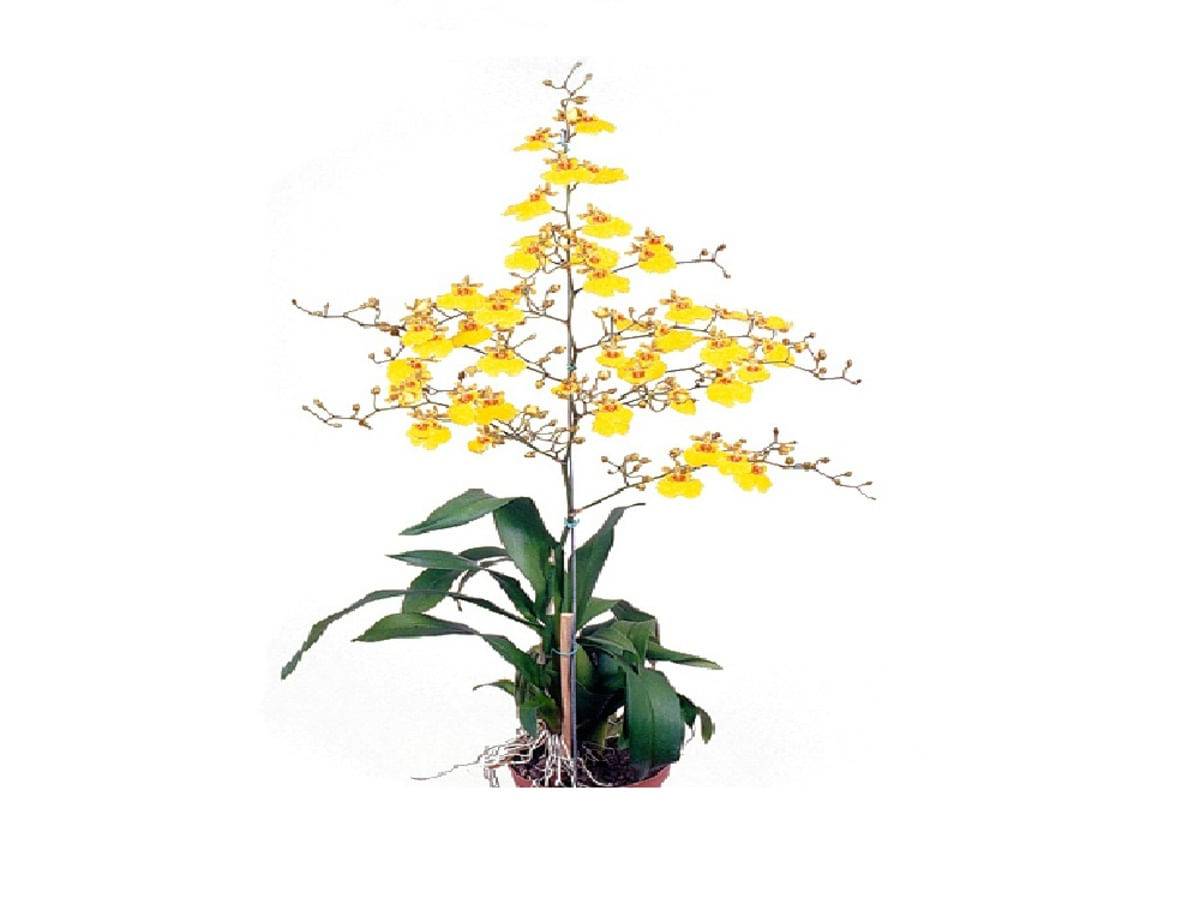 Flor orquídea oncidium (pote 15)