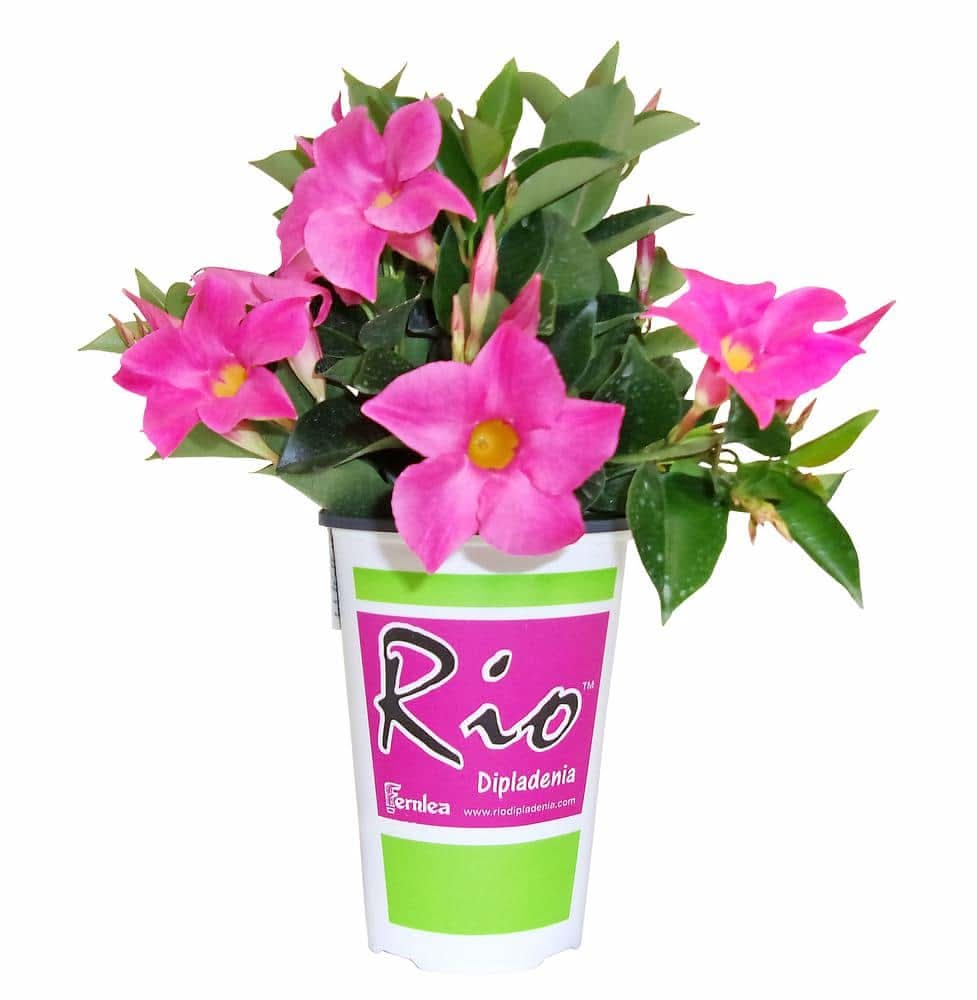 Rio 1.5 Pt. Dipladenia Flowering Annual Shrub With Pink Blooms