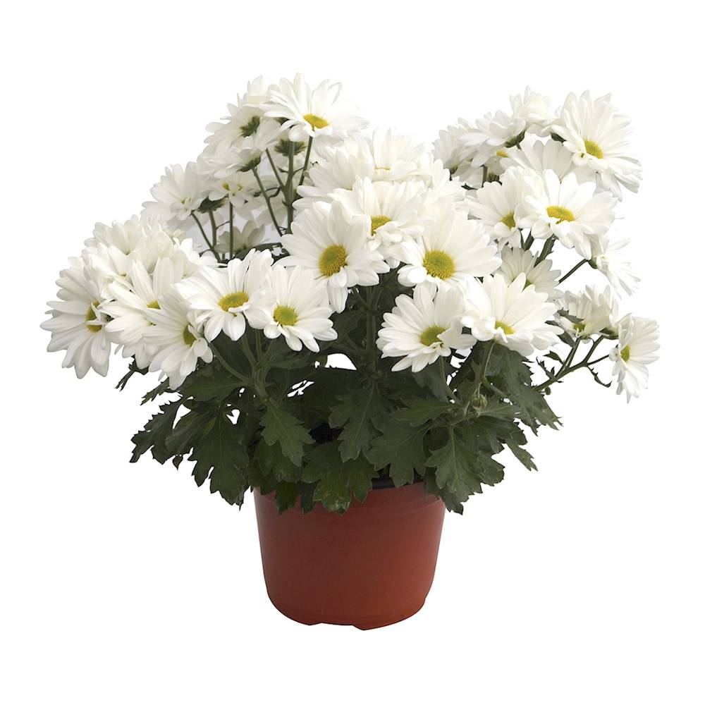 Floramundo planta natural crisantemo blanco (1 pieza)