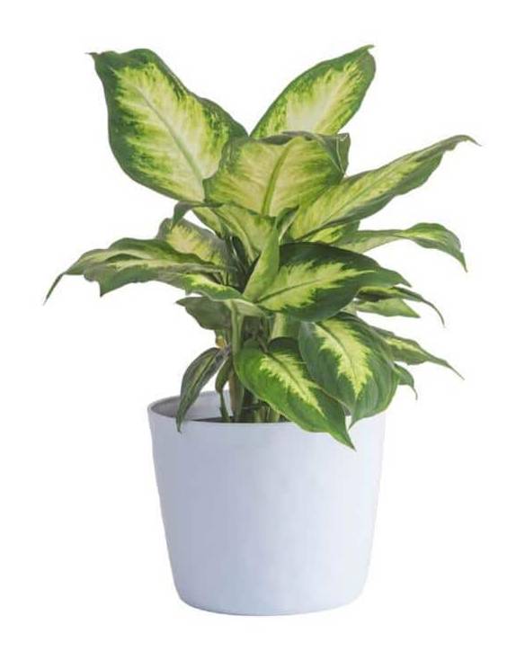 Vigoro Dieffenbachia Dumb Cane Plant In White Decor Plastic Pot (6 In)