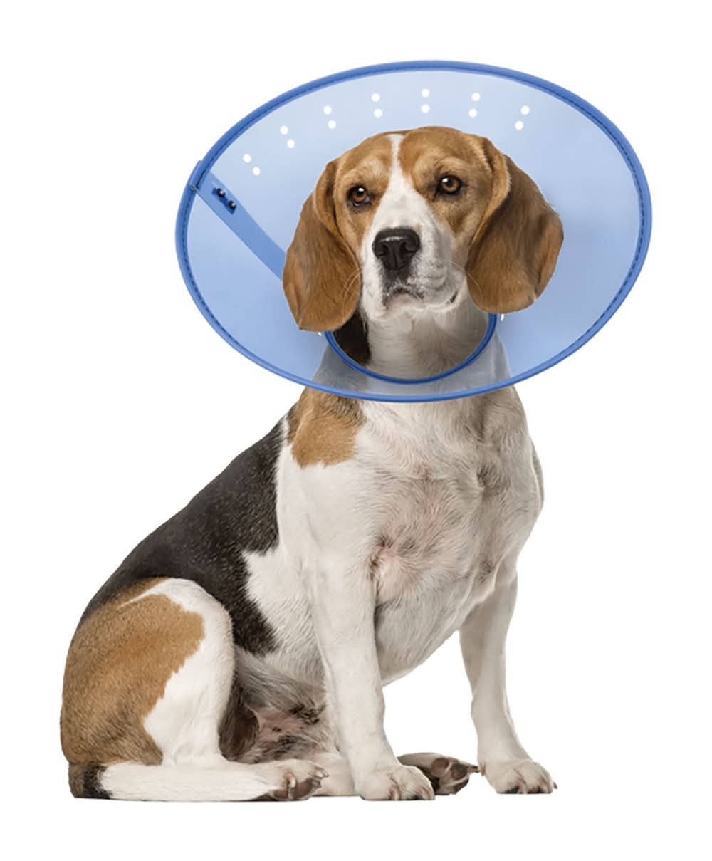 Calm Paws CALMING E-Collar, Blue (Size: Medium)