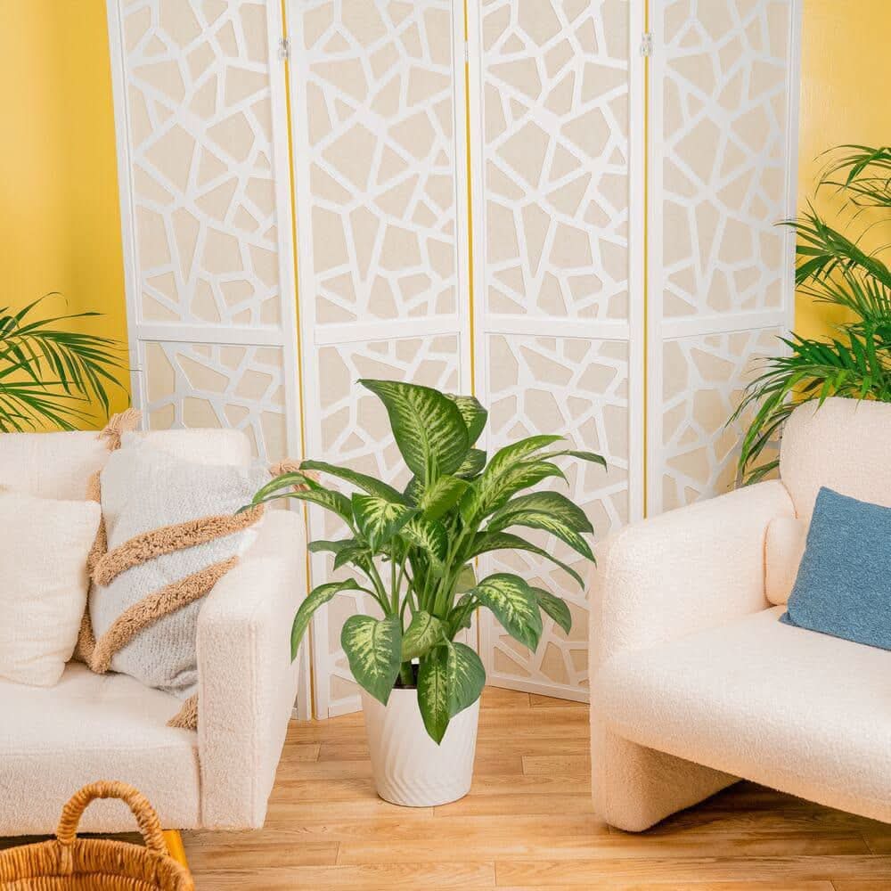Costa Farms 10 In. Dieffenbachia Plant In Growers Pot