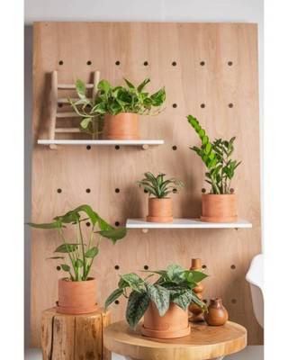 Live Assorted Foliage Contemporary Terracotta, 6 in