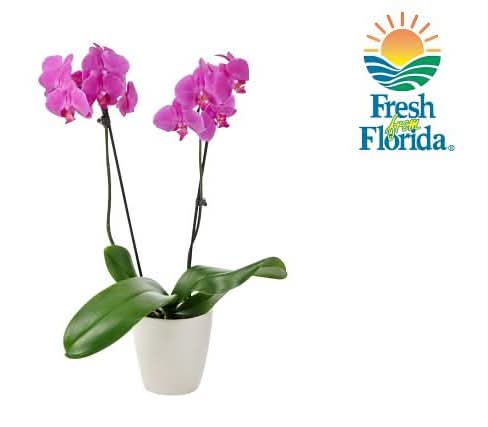 6 inch Premium Orchid