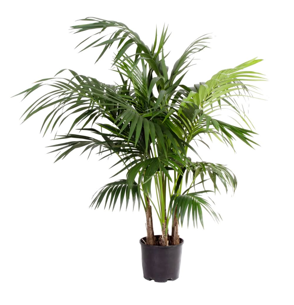 Lowe's Majesty Palm House plant in 3.75 Gallon(s) Pot 1 -Pack | N/A