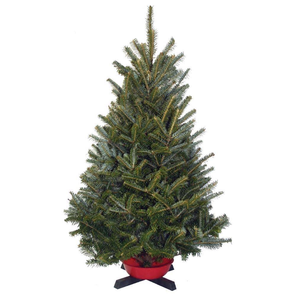 Live Freshly Cut Fir Christmas Tree, 3 ft to 4 ft