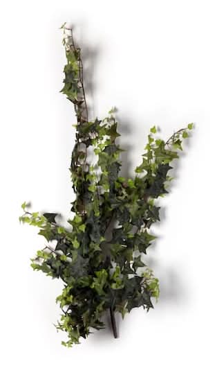 Star Ivy Bush By Ashland