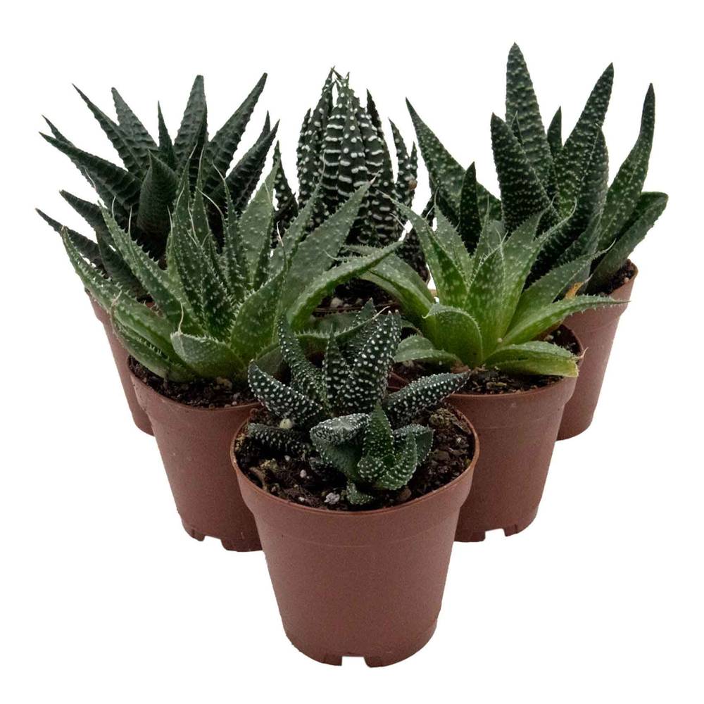 Reptifauna Haworthia, Assorted - Not Available For Delivery