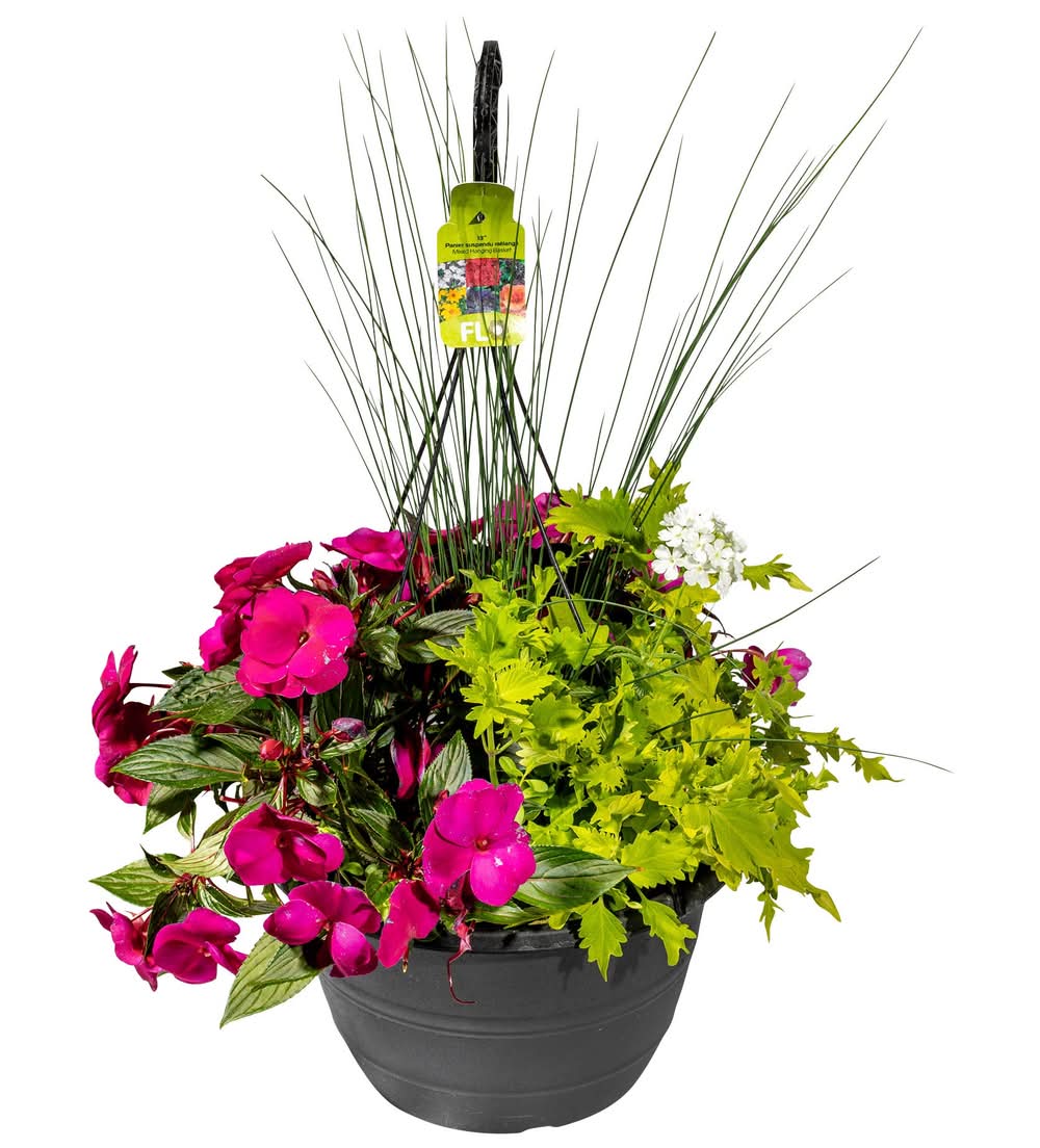 Jardiniere Suspendue 13" Jardinière Suspendue Multiples Variétés Pot De 13"(427424) / Hanging Basket 13" Mixed Mixed Hanging Basket 13" Pot(427424)