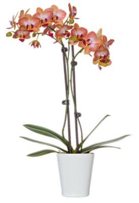 Orchid In Ceramic Pot 3 Inch - Each