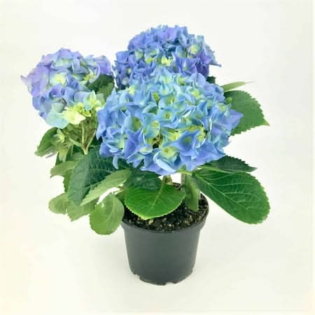 F-Rainbow Hydrangea Potted Plants, 6 in