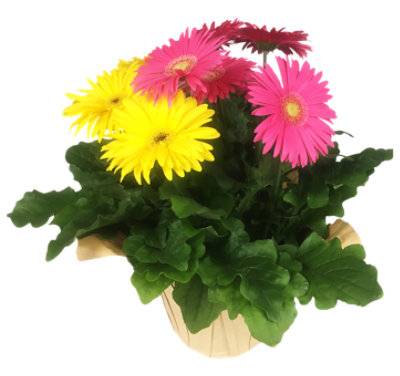 Gerbera 8 In - Ea