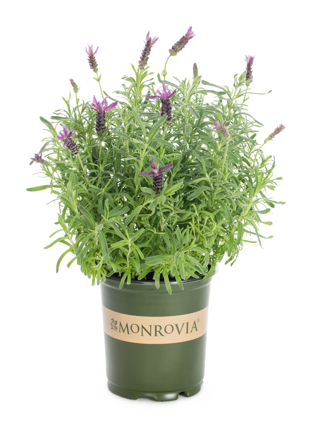 Monrovia Purple Spanish Lavender Plant in 2 -Quart Pot 1 -Pack | 2725033