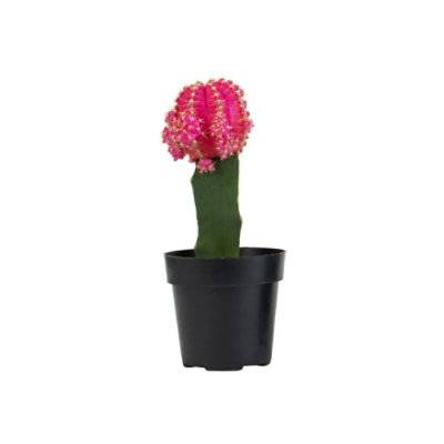 Grafted Cactus 2.5 in (2.5 in)