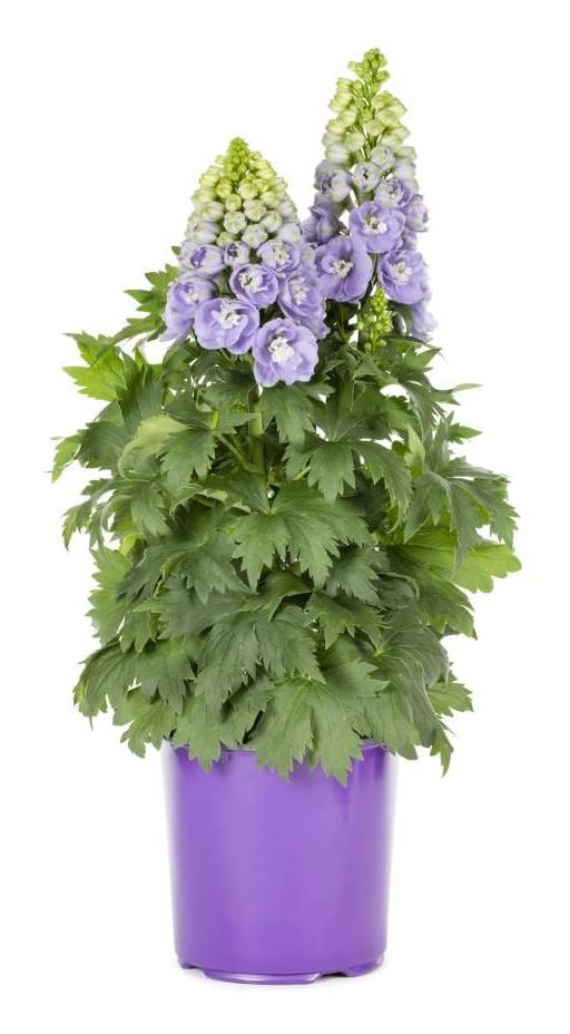 Lowe's Multicolor Larkspur Plant in -Gallon Pot 1.0 -Pack | 418218