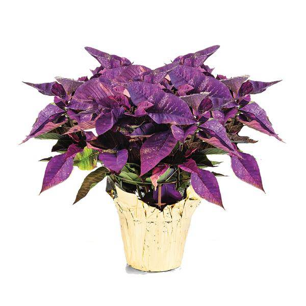 8" Purple & Gold Painted Poinsettia