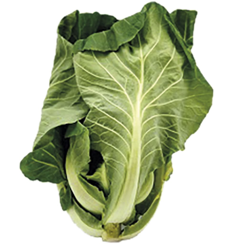 Couve Penca (Portuguesa) Programa Origens