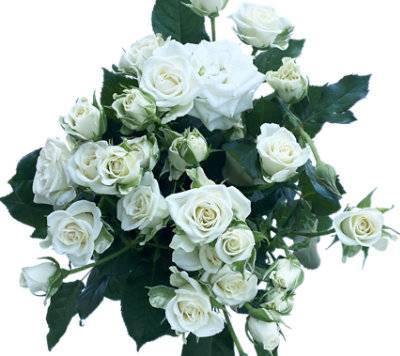 Spray Roses (34.9 oz)