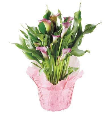 Calla Lily, 6-Inch 1.0 EA