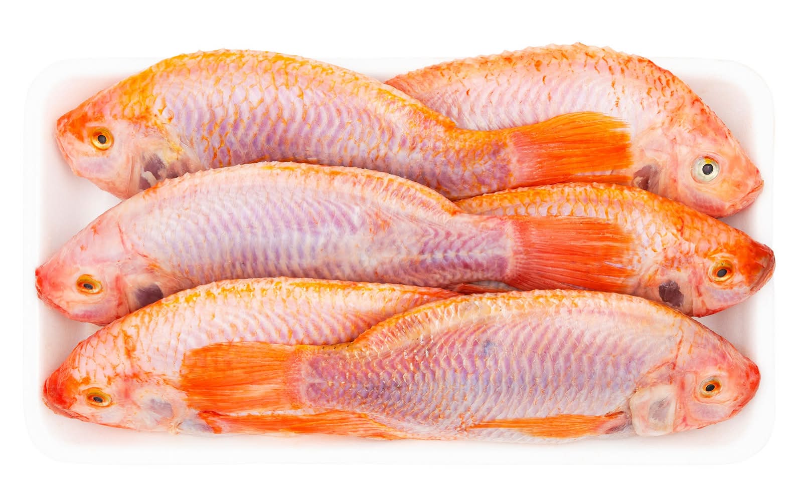 Tilapia Entier (Produit D'Elevage) / Whole Tilapia Whole Tilapia (Farmed)(1745)